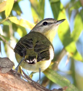 VIREO, PHILADELPHIA (10-21-12) pena blanca lake, scc, az -05b