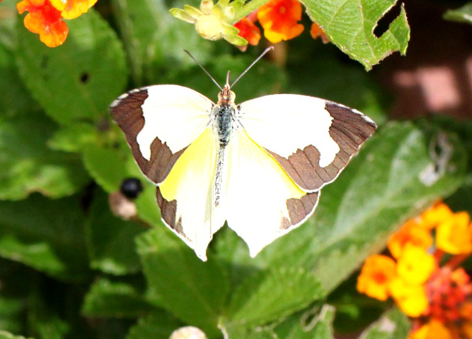 YELLOW, MEXICAN (Eurema mexicana) (9-5-12) 78 circulo montana, patagonia lake ranch estates, scc, az -01