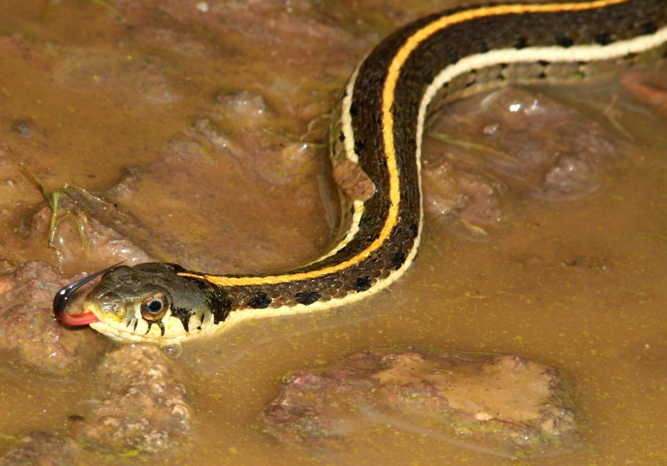 SNAKE, BLACK-NECKED GARTER (Thamnophis cyrtopsis) (7-21-12) harshaw road, patagonia mts, scc, az -03