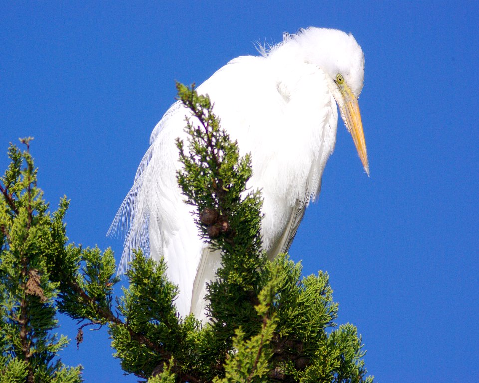 183 - GREAT EGRET  (12-25-07) morro bay, sloco, ca (4)