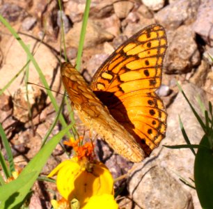 FRITILLARY, MEXICAN (Euptoieta hegesia) (8-2-12) san rafael grassland, scc, az -03