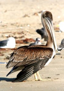176 - BROWN PELICAN (9-26-08) strand, morro bay, sloco, ca