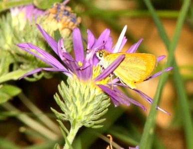 TROPICAL LEAST SKIPPER (Ancyloxypha arene) (10-16-12) sonoita creek at salero road, scc, az -02