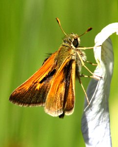 SKIPPER, TAWNY-EDGED (Polites themistocles) (6-14-13) 8500 ft, alpine divide c g, 4 m south of alpine, apache co, az -03