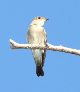 572 - WESTERN WOOD-PEWEE (5-1-13) santa gertrudis lane and santa cruz river, scc, az