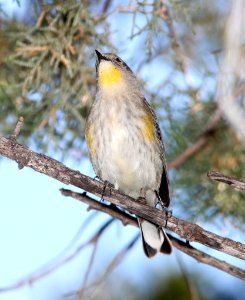 WARBLER, YELLOW-RUMPED (10-5-12) pena blanca lake, scc, az -01