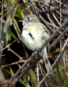 582 - DUSKY FLYCATCHER (11-24-10) patagonia lake, scc, az - (2)