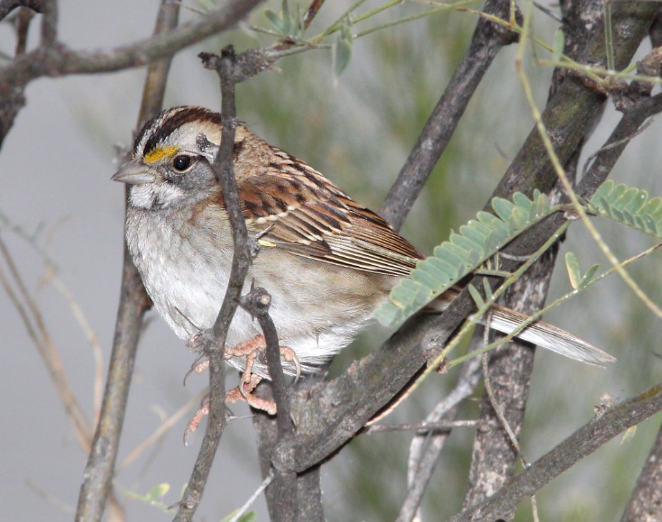 SPARROW, WHITE-THROATED (12-15-12) patagonia lake, scc, az -07