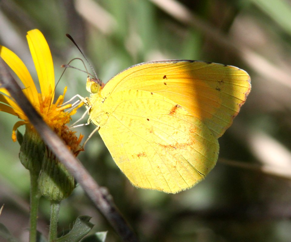 YELLOW, BOISDUVAL'S (Eurema boisduvaliana) (9-19-12) rattlesnake springs, eddy co, nm -03
