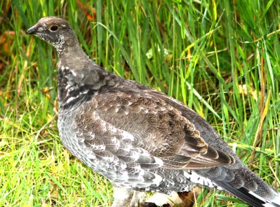 084 - DUSKY GROUSE (8-23-12) uncompahgre nat for, gunnison co, co  (6)