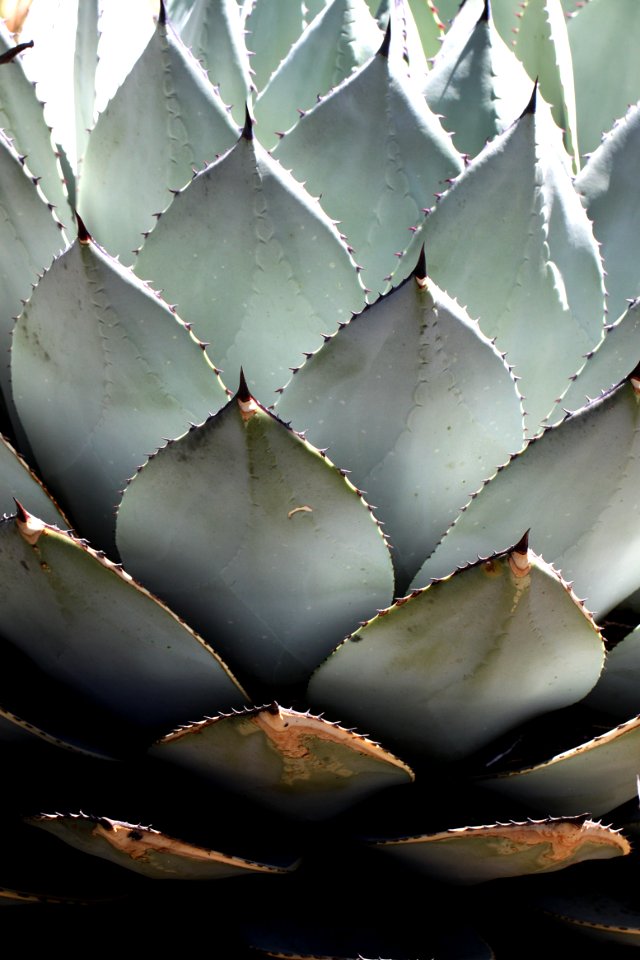 HUACHUCA AGAVE (Agave huachucaensis) (10-9-12) sawmill cyn, huachuca mts, cochise co, az -03