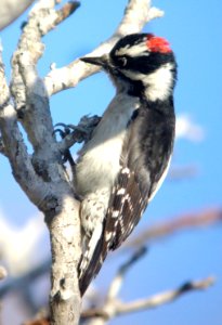 535 - DOWNY WOODPECKER (1-1-07) MORRO BAY, SLO CO, CA