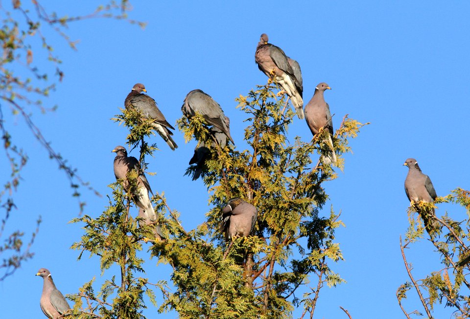 426 - BAND-TAILED PIGEON (3-26-08) paso robles, slo co, ca (2)