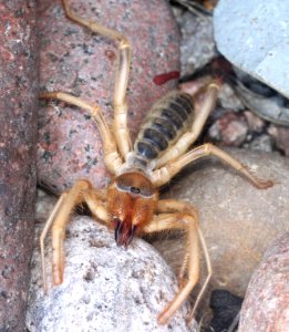 SUN SPIDER (SOLPIGID) (8-8-12) 78 circulo montana, patagonia lake ranch estates, scc, az -01