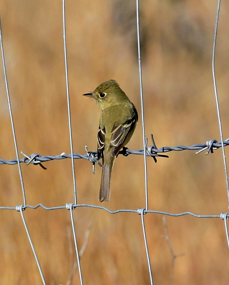 Pacific Slope Flycatcher best , Baja in June (46)