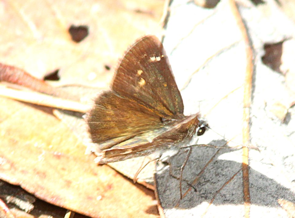 ROADROADSIDE-SKIPPER, BRONZE (Amblyscirtes aenus) (7-30-12) red mt road, patagonia mts, scc, az -03