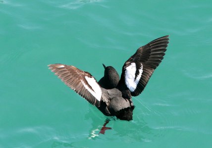 405 - PIGEON GUILLEMOT (3-24-09) san sim pier, slo co, ca (9)