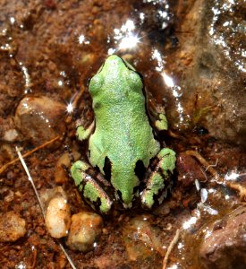 ARIZONA TREEFROG (Hyla wrightorum) (10-9-12)  sawmill cyn, huachuca mts, cochise co, az -01