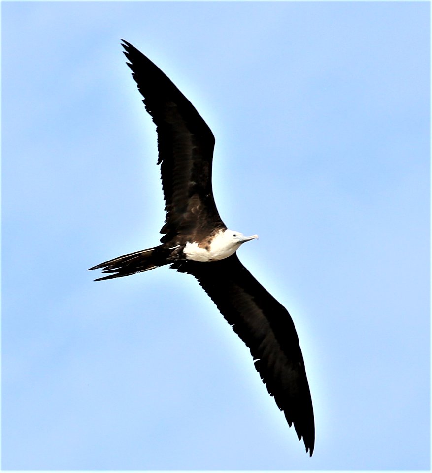 Magnificent Frigatebird Jan in Baja (2)