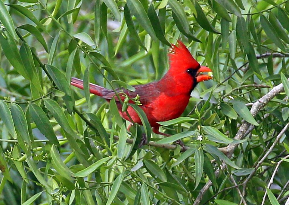 Northern Cardinal best (3)