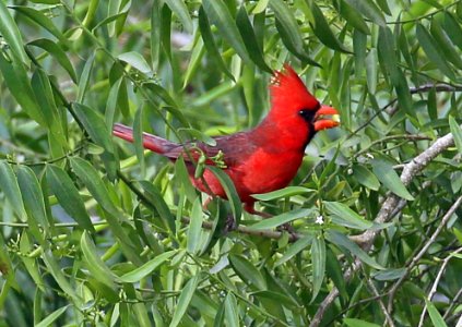 Northern Cardinal best (3) photo