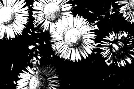 FLOWER, sp (8-11-12) hannigan meadows, white mountains, az - 02 BW b