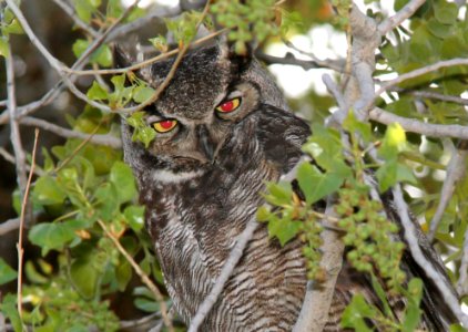 455 - GREAT HORNED OWL (4-25-09) chimineas ranch, slo co, ca (2)