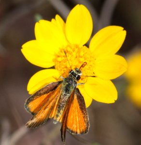 TROPICAL LEAST SKIPPER (Ancyloxypha arene) (10-15-12) pena blanca lake, scc, az -01