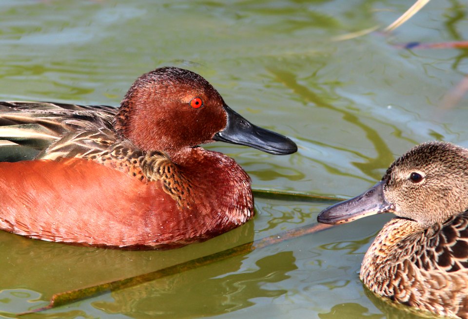 033 - CINNAMON TEAL (3-26-13) mustang island, nueces co, tx  (9)