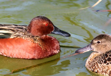 033 - CINNAMON TEAL (3-26-13) mustang island, nueces co, tx  (9)