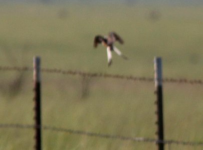 FLYCATCHER, SCISSOR-TAILED (8-11-12) elgin, scc, az -02