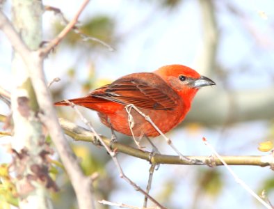 TANAGER, HEPATIC (4-12-12) madera cyn, scc, az -02
