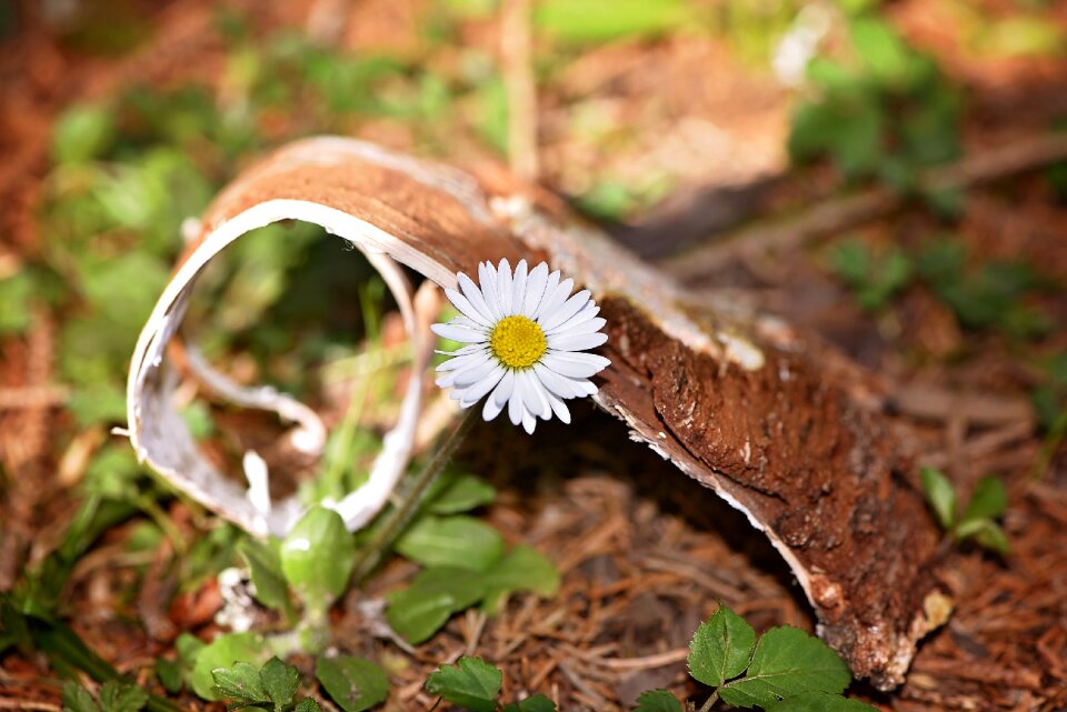 Daisy white bark