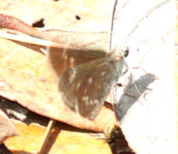 ROADSIDE-SKIPPER, BRONZE (Amblyscirtes aenus) (7-30-12) red mt road, patagonia mts, scc, az -02