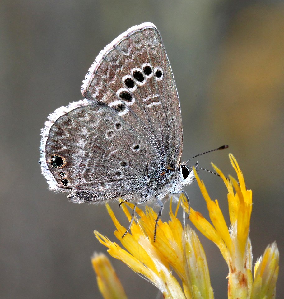 BLUE, REAKIRT'S (Echinargus isola) (11-2-12) harshaw road rabbitbrush, patagonia, scc, az -01