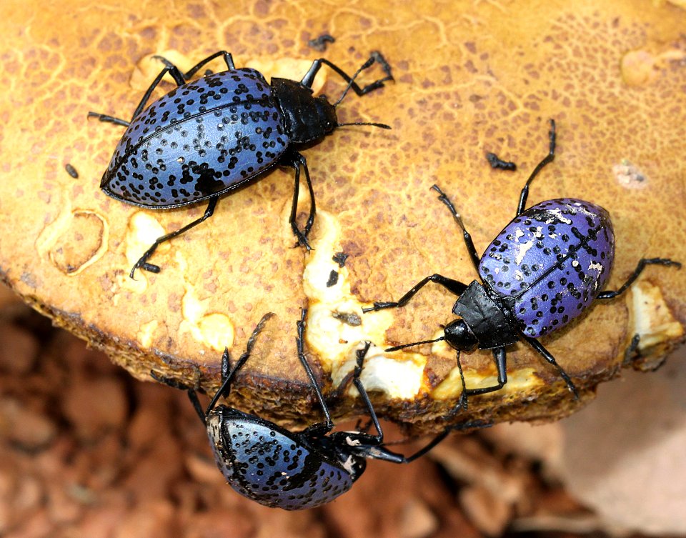 BEETLE, PLEASING FUNGUS (Gibbifer californicus) (7-21-12) lower humboldt cyn, patagonia mts, scc, az -02