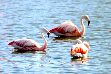 flamencos 2
