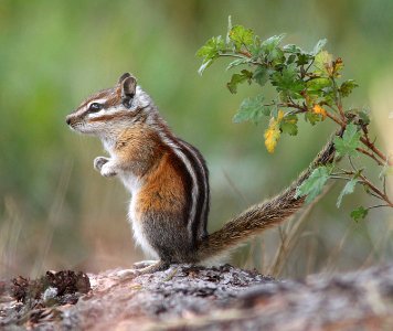 CHIPMUNK, COLORADO (Tamas quadrivittatu) (8-25-12) dunton meadow, near lizard head, dolores co, co -01