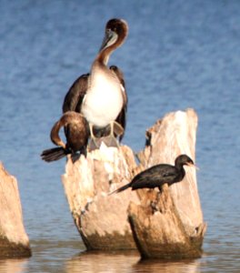 PELICAN, BROWN with neotropic cormorants (7-9-12) patagonia lake, scc, az -01b