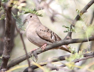 DOVE, RUDDY GROUND (12-16-12) patagonia lake, scc, az -01