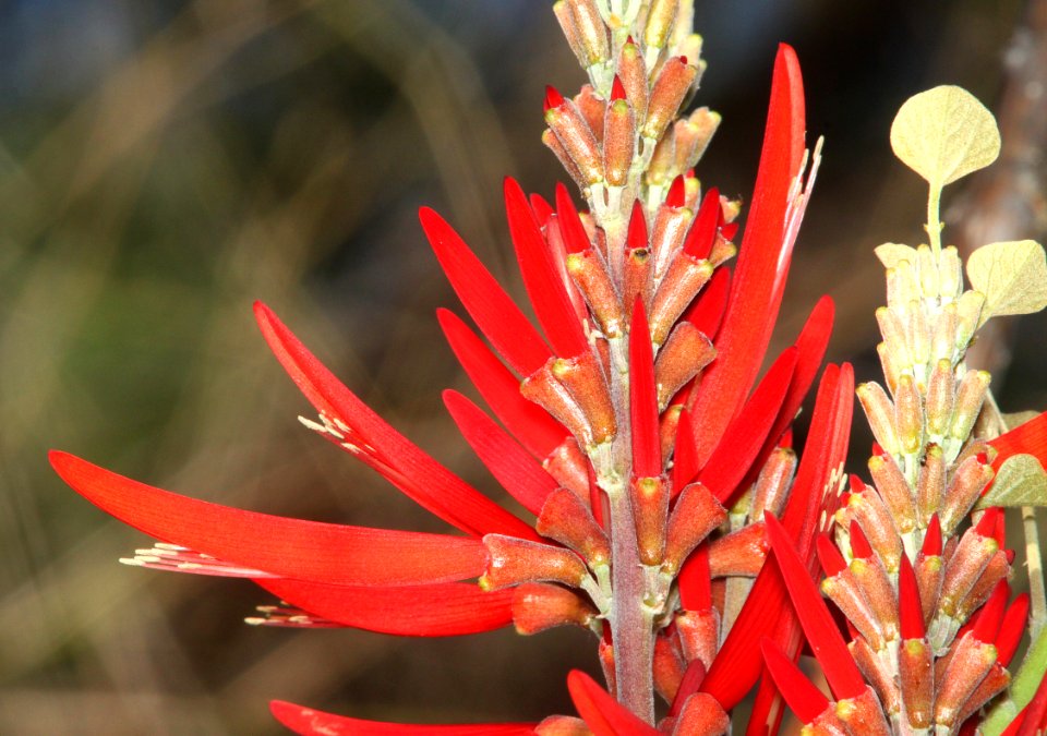 WESTERN CORAL-BEAN (Erythrina flabelliformois) (5-26-12) patagonia lake, scc, az -01