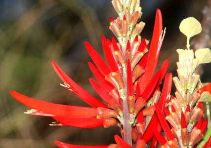 WESTERN CORAL-BEAN (Erythrina flabelliformois) (5-26-12) patagonia lake, scc, az -01