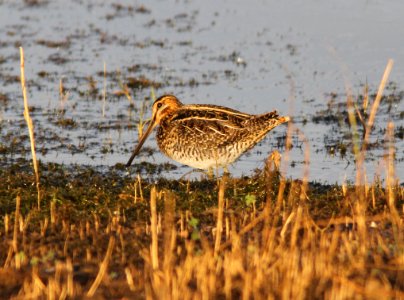 SNIPE, WILSON'S (10-19-12) tank west of parker cyn just north of mexican border, scc, az -03