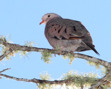 436 - COMMON GROUND-DOVE (2-21-13) kissimmee prairie state park, ocheechobee co, fl (3) photo