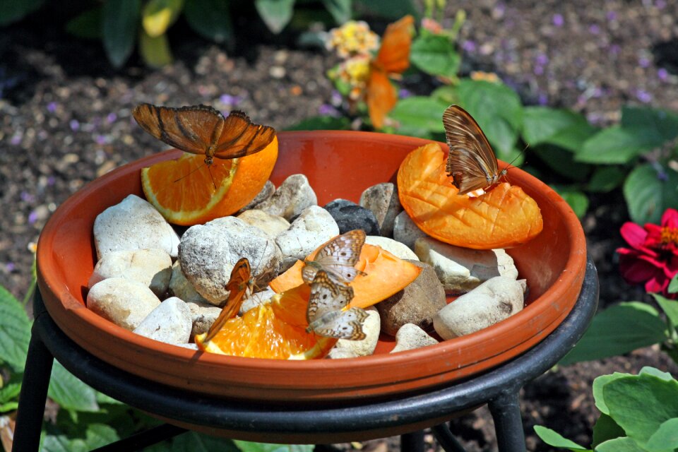 Orange sweet floral