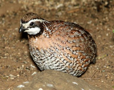 071 - NORTHERN BOBWHITE (3-10-12) falcon lake state park, tx  (3)
