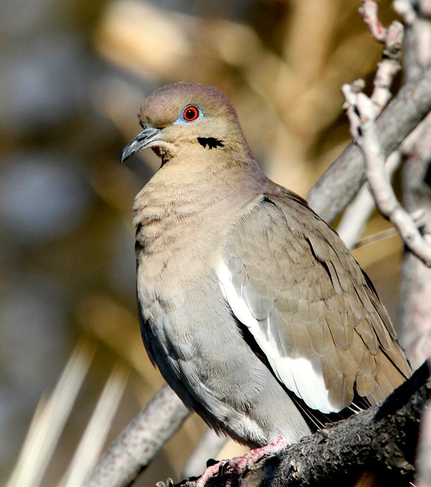 431 - WHITE-WINGED DOVE (1-10-10) pancho villa state park, columbus, nm  (2)