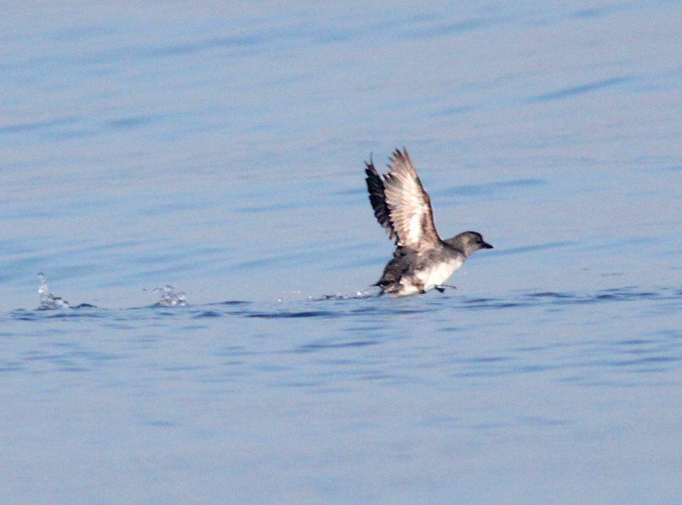413 - CASSIN'S AUKLET (6-12-10) off santa barbara on the Condor, sb co, ca (5)