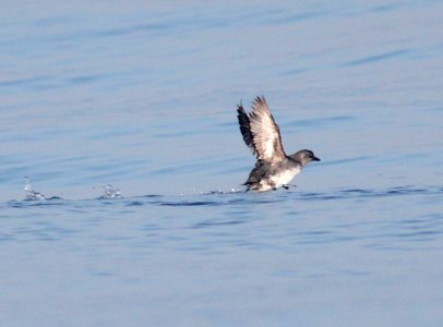 413 - CASSIN'S AUKLET (6-12-10) off santa barbara on the Condor, sb co, ca (5)