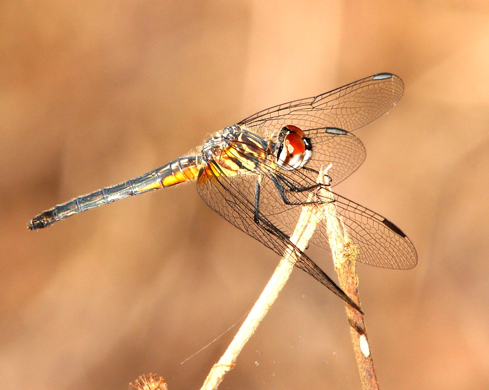 DRAGONFLY, sp? (2-22-13) highlands hammock state park, okeechobee co, fl -01